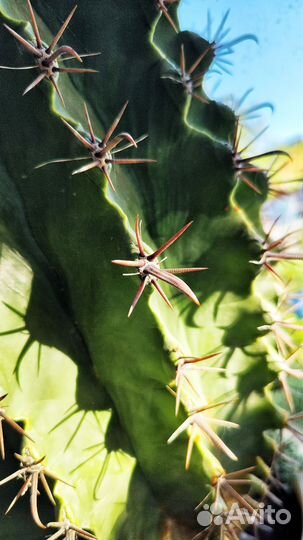 Кактус большой взрослый