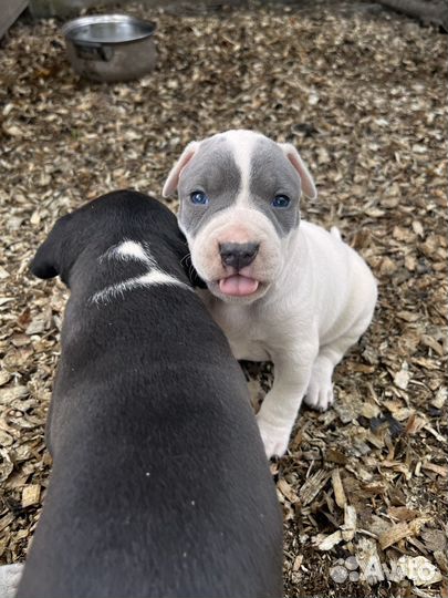 Щенки амстаффа