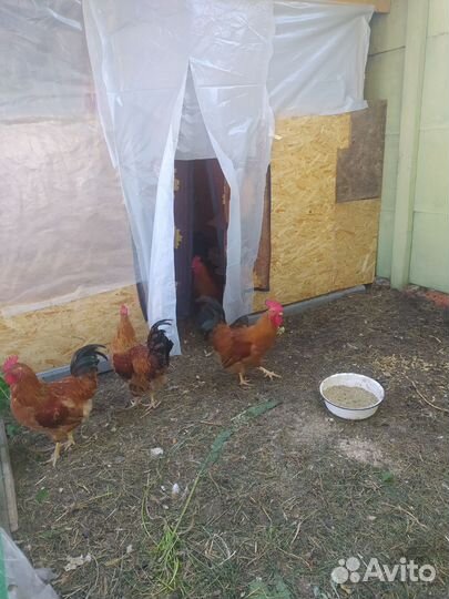 Петух мини мясной красный чернохвостый