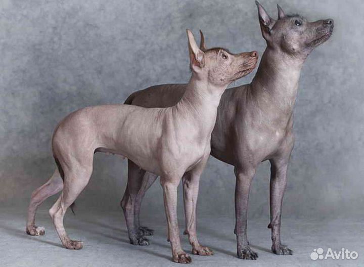 Щенки ксолоитцкуинтли стандарт