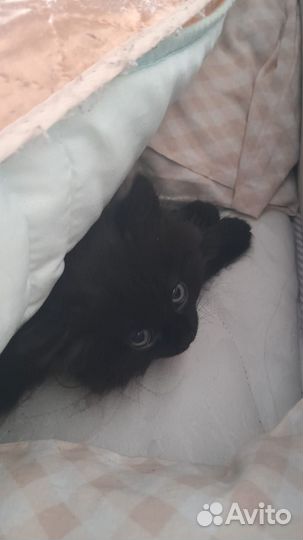 Котенок(девочка)черная, 2 месяца в добрые руки