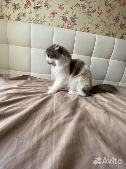 Кошка в дар бесплатно