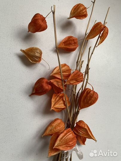 Физалис сухоцвет