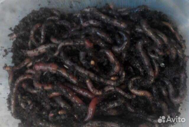 Черви красные