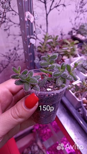 Суккуленты