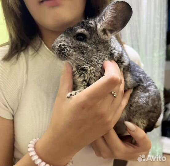 Шиншилла
