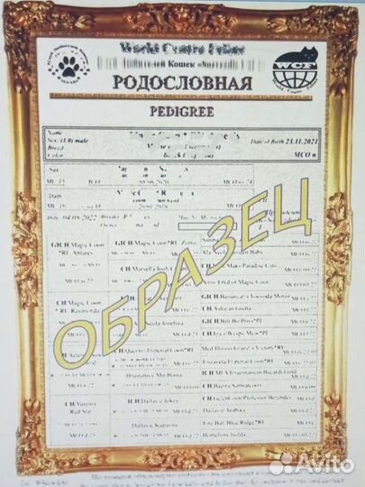 Родословная для кошки/Метрики/Сертификаты