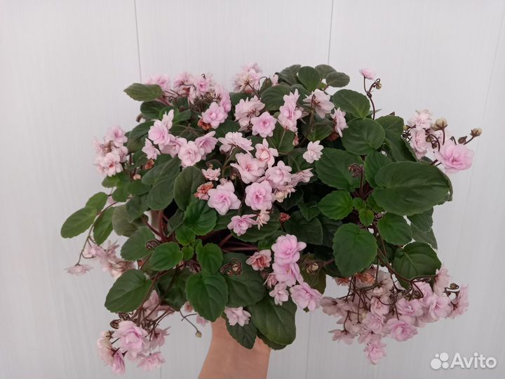 Сортовые фиалки