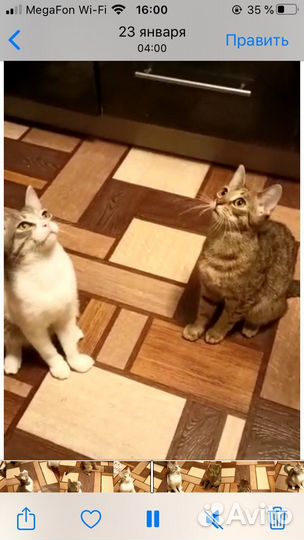 Котята 8 мес