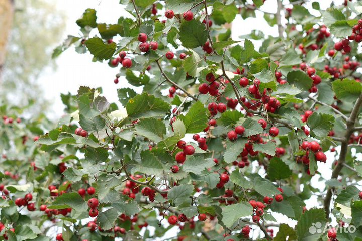 Декоративные деревья и кустарники для сада