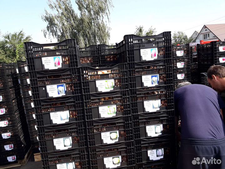 Опт Тюльпан луковица Крым