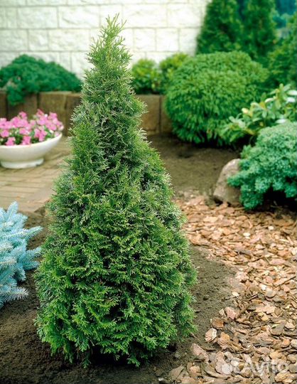 Туи для живой изгороди