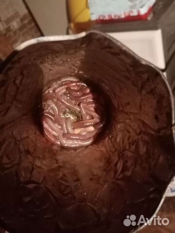 Червь выползок