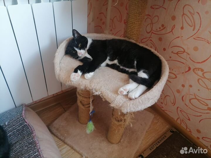 Котенок в добрые руки