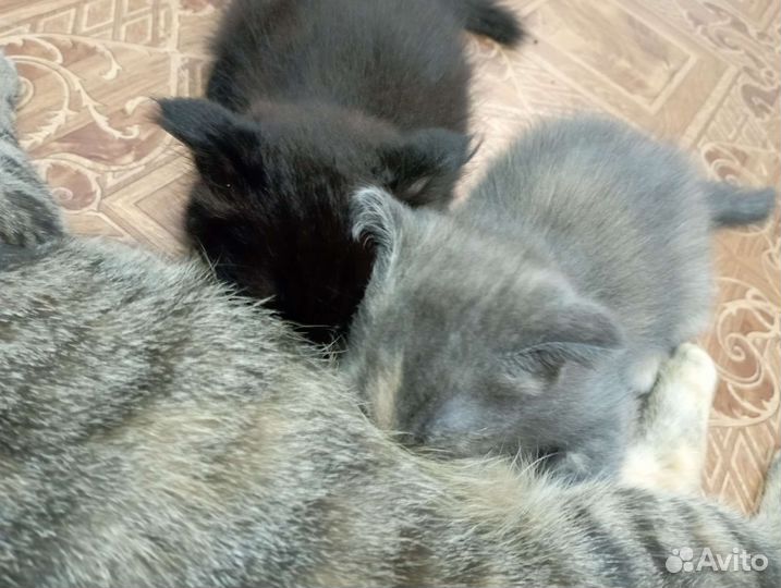 Кошка в дар