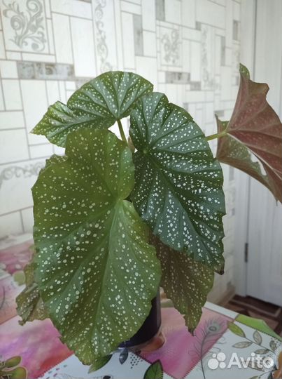 Бегония пятнистая