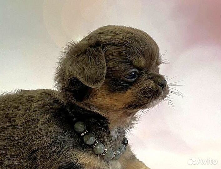 Чихуахуа