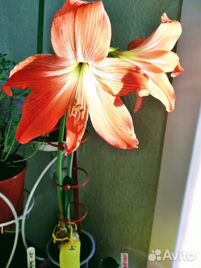 Гиппеаструм, детки