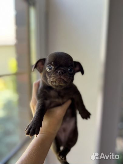 Супер мини чихуахуа