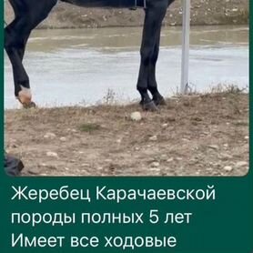 Карачаевский жеребец