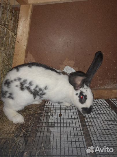 Распродается кроличья ферма