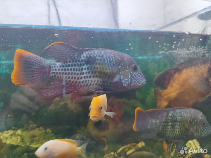 Акара бирюзовая