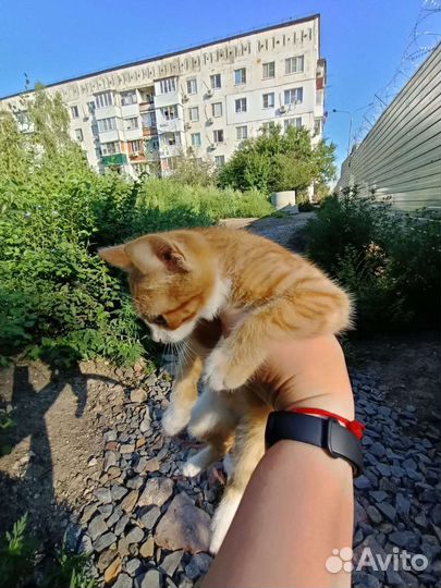 Два мальчика-рыжика