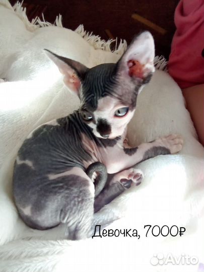 Канадский сфинкс котенок