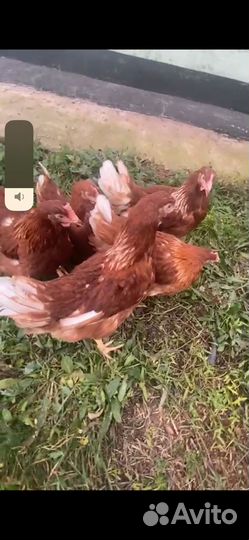 Куры Несушки