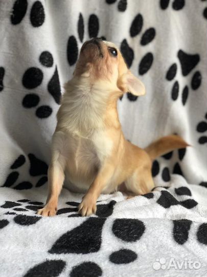 Чихуахуа девочка