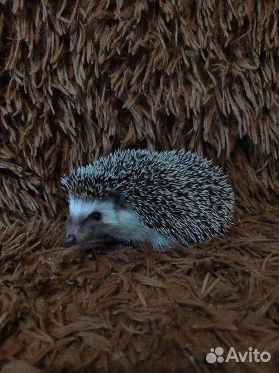 Африканский декоративный еж