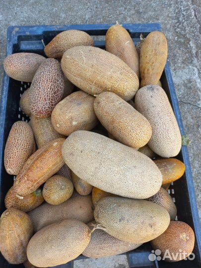 Семена :чеснока,укроп, огурцы и кабачки