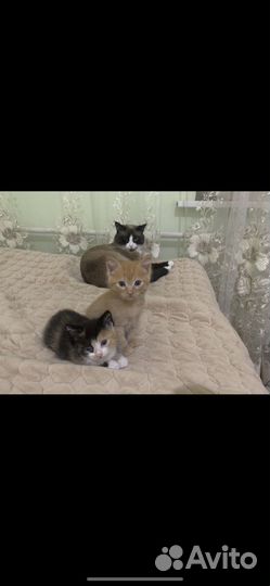 Котята в добрые руки