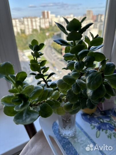 Комнатные цветы каланхоэ