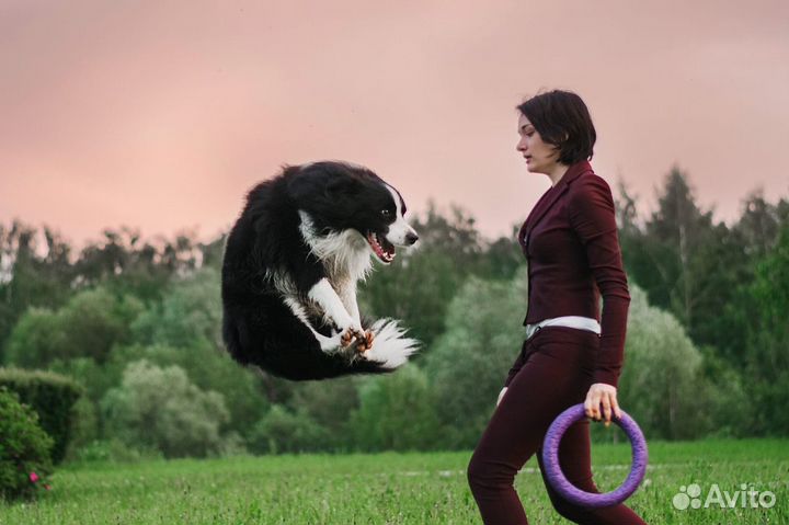 Бордер колли вязка