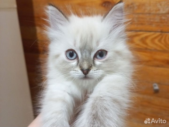 Невская маскарадная