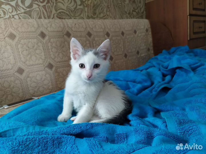 Котенок