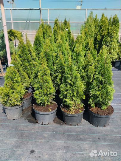 Туя смарагд саженцы