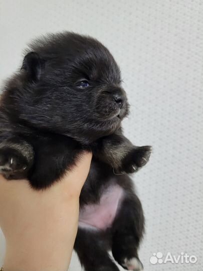 Собака шпиц