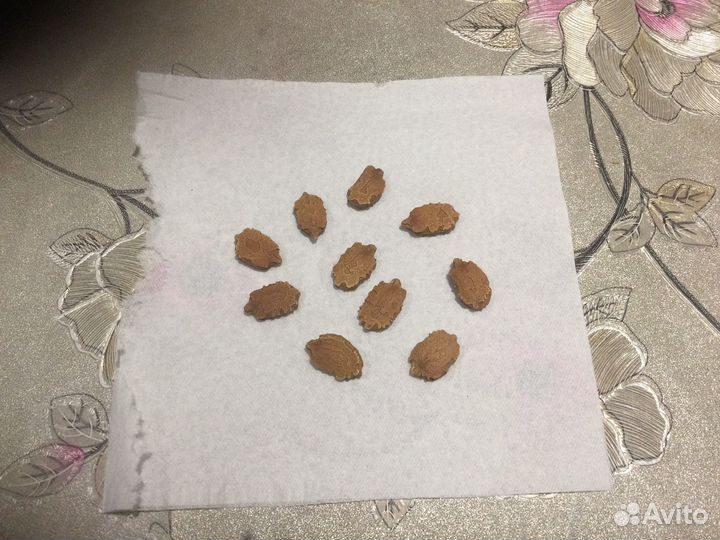 Семена Момордика