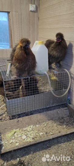 Куры,петухи китайские шелковые