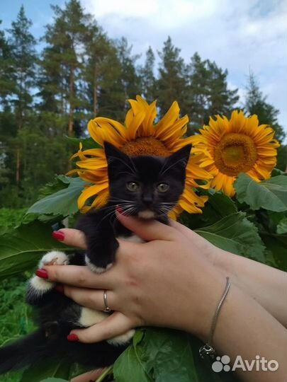 Котёнок девочка полтора месяца