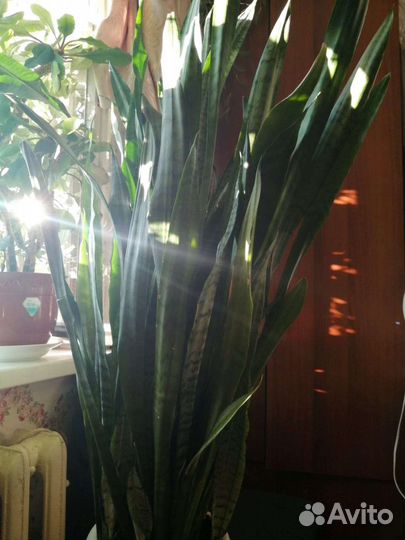 Сансевиерия крупная (