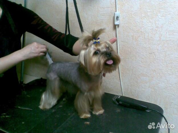 Стрижка собак декоративных пород с выездом