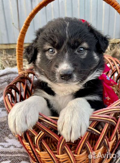 Бордер колли метис и щенки ищут дом