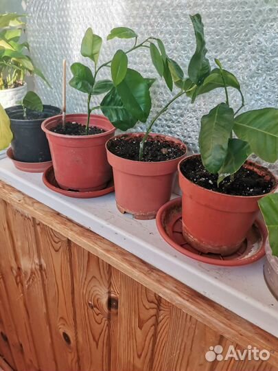 Павловский лимон