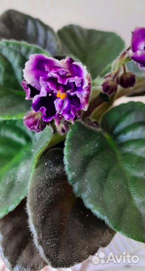 Фиалки сортовые