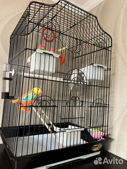 Попугай и клетка