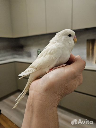 Волнистые попугаи получехи птенцы