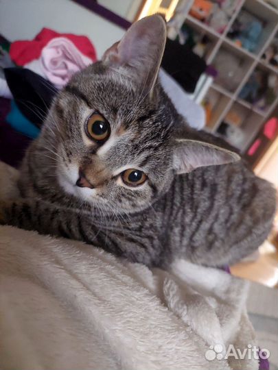 Молоденькая кошечка